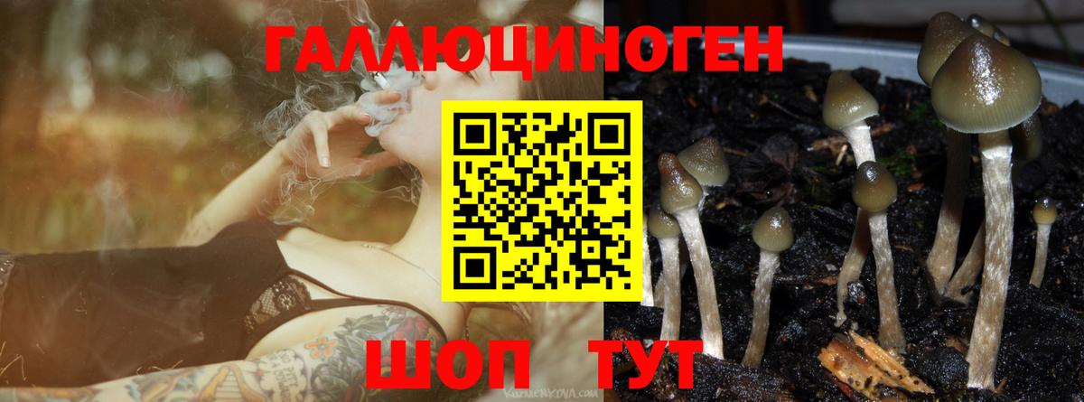 Псилоцибиновые грибы Psilocybine cubensis  Вход с VPN  Кемерово 